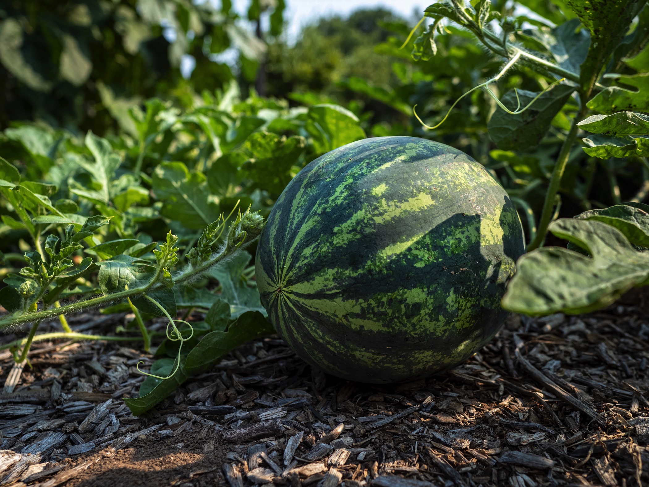 Watermelon on vine